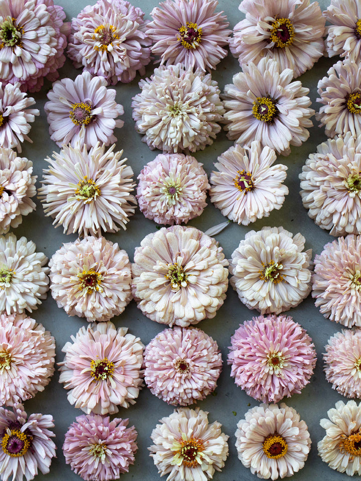 Zinnia Dawn Creek Blush - Floret Original Seeds