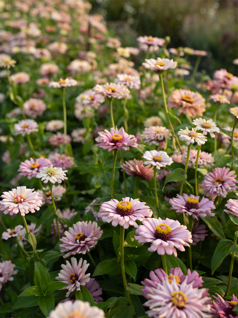 Zinnia Dawn Creek Blush - Floret Original Seeds