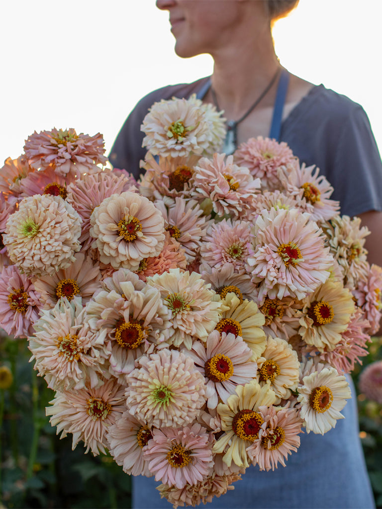 Zinnia Dawn Creek Peach - Floret Original Seeds – Veggie & Flower ...