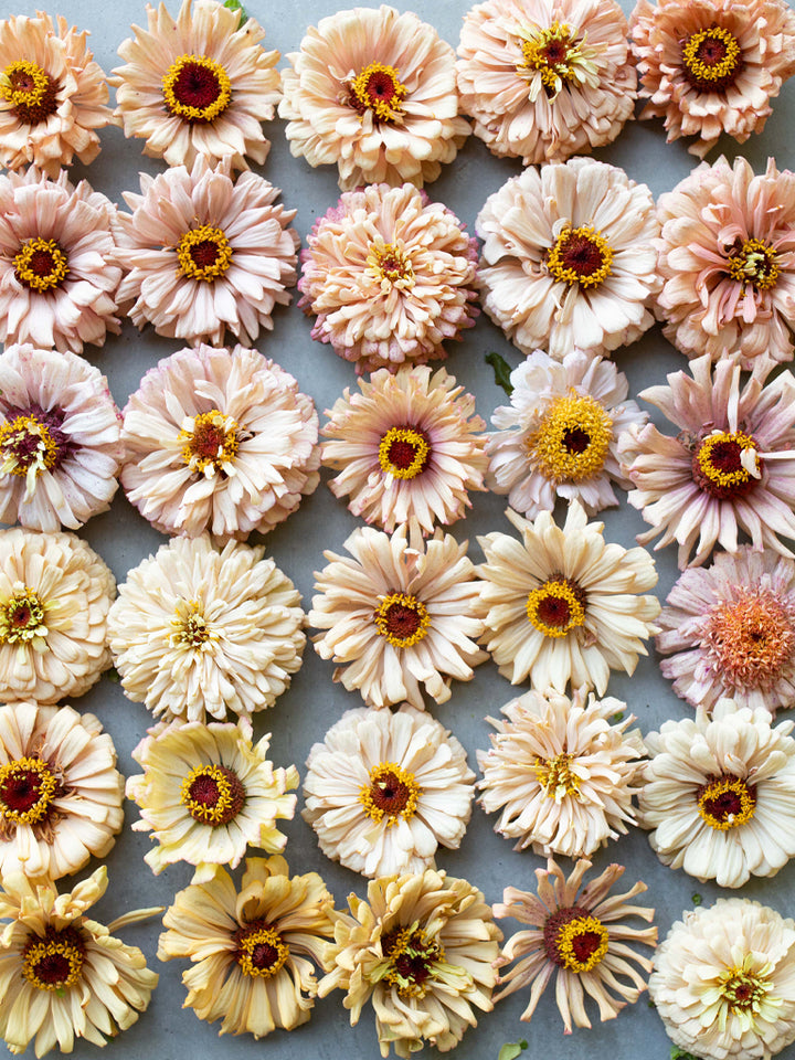 Zinnia Dawn Creek Peach - Floret Original Seeds