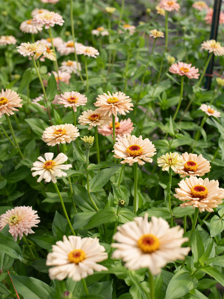 Zinnia Dawn Creek Peach - Floret Original Seeds