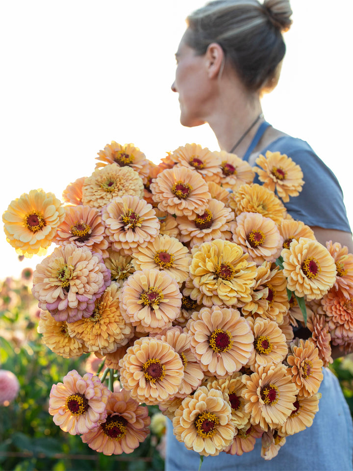 Zinnia Golden Hour - Floret Original Seeds