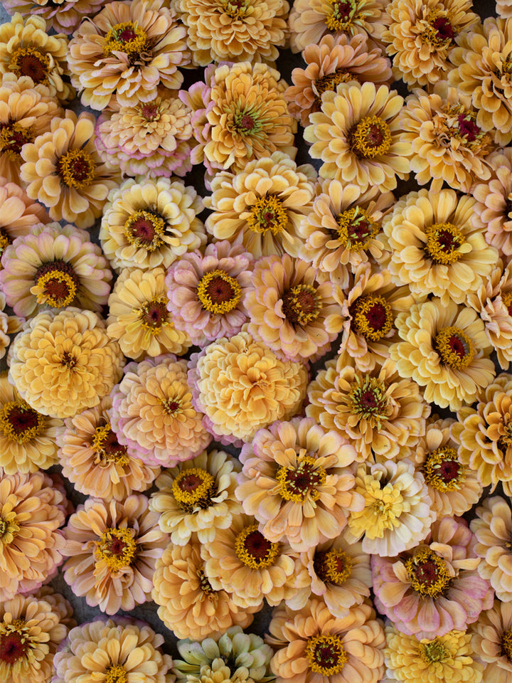 Zinnia Golden Hour - Floret Original Seeds