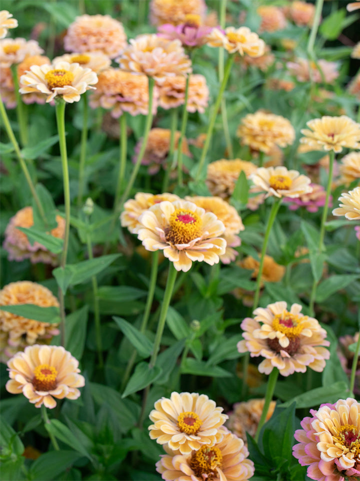 Zinnia Golden Hour - Floret Original Seeds