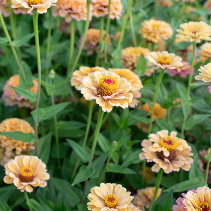 Zinnia Golden Hour - Floret Original Seeds