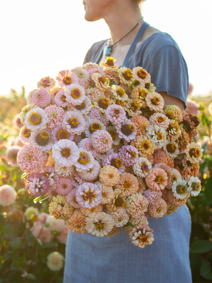 Zinnia Little Flower Girl - Floret Original Seeds