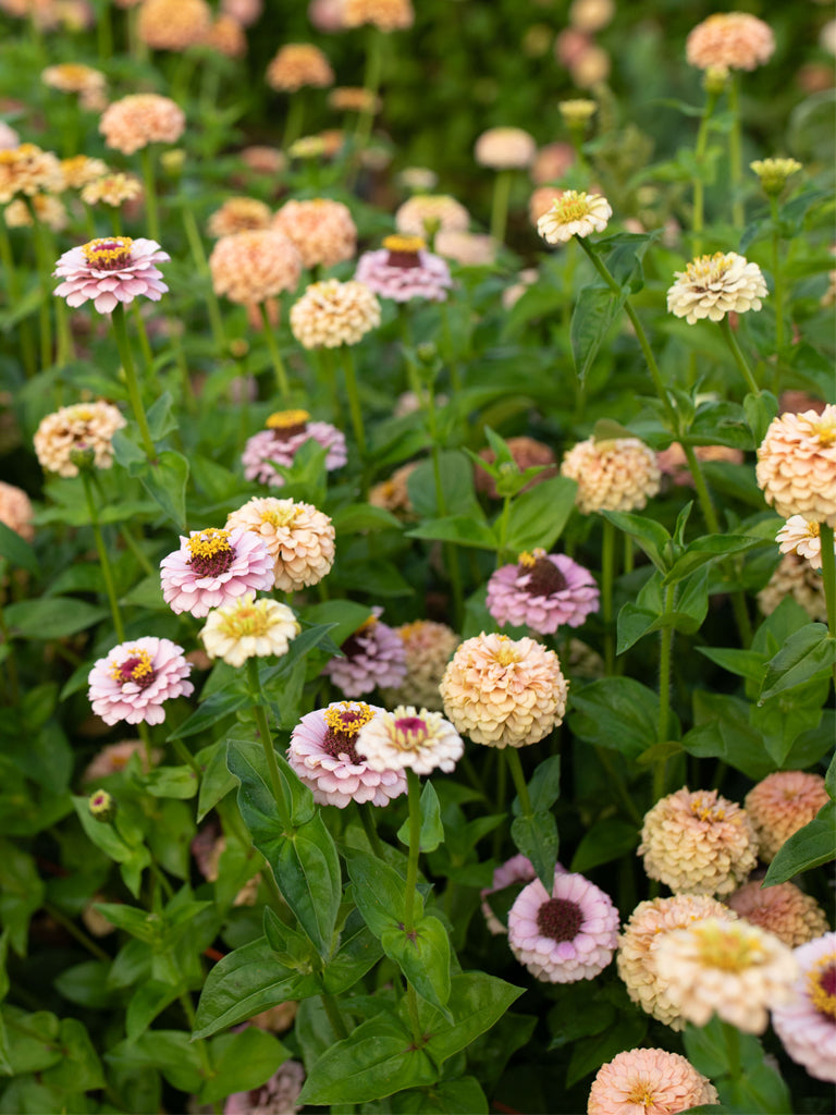 Zinnia Little Flower Girl - Floret Original Seeds