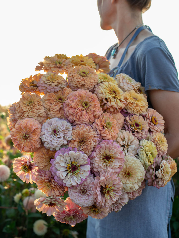 Zinnia Precious Metals - Floret Original Seeds