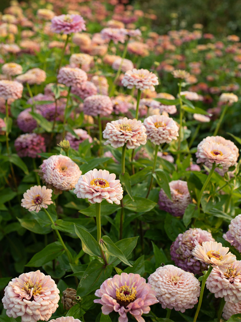 Zinnia Precious Metals - Floret Original Seeds