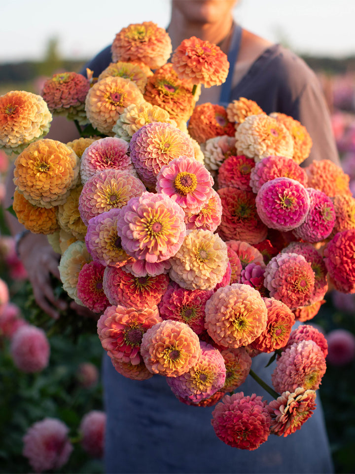 Zinnia Unicorn Mix - Floret Original Seeds