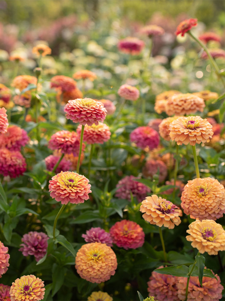 Zinnia Unicorn Mix - Floret Original Seeds