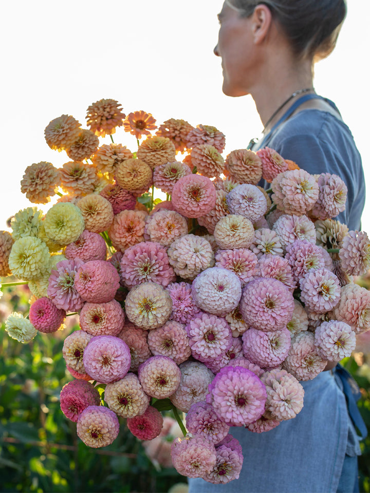 Zinnia Victorian Wedding - Floret Original Seeds