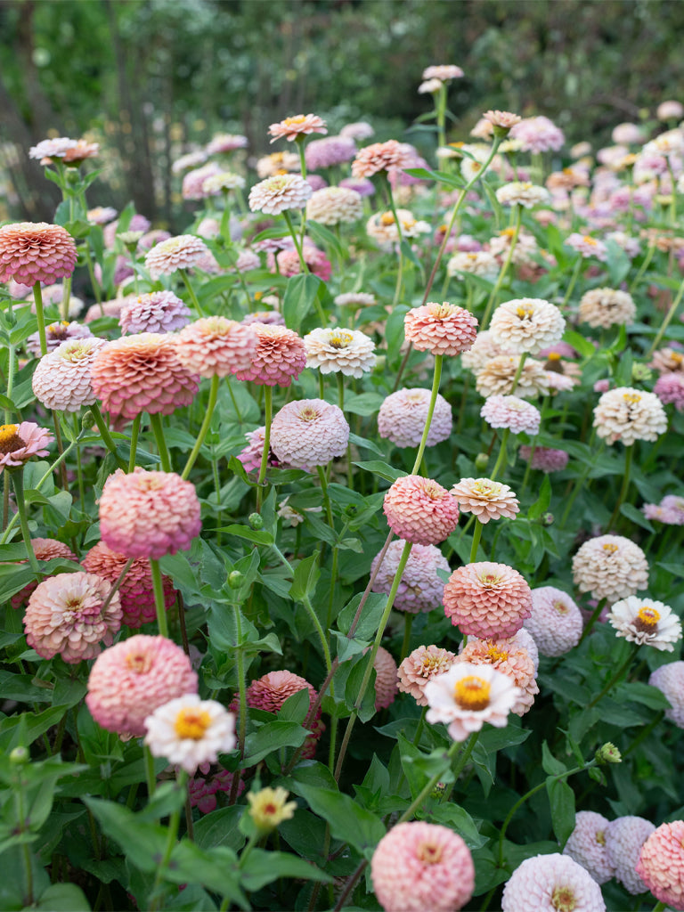 Zinnia Victorian Wedding - Floret Original Seeds