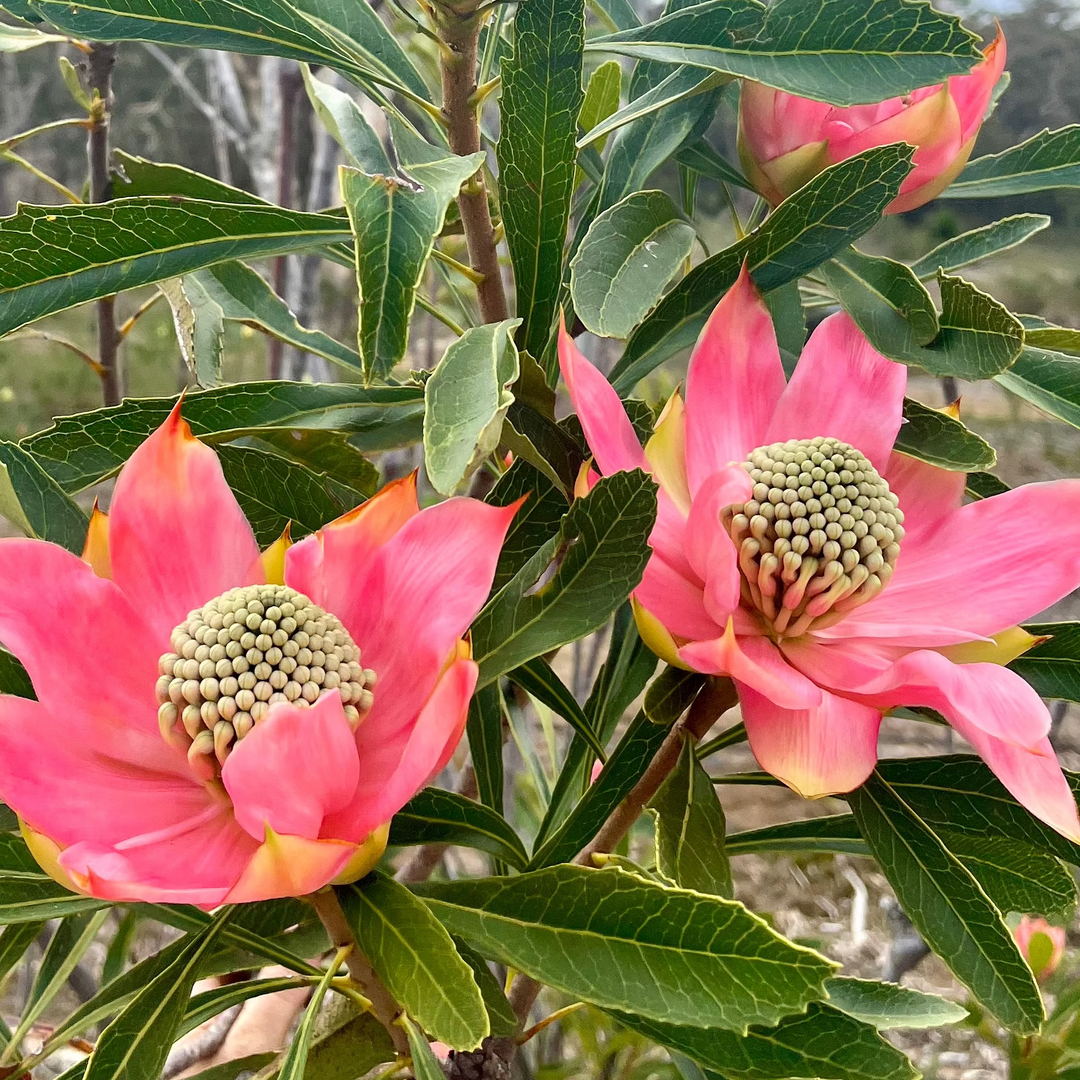 Pink Waratah Flower Packs Australian Native | X 5 Seeds