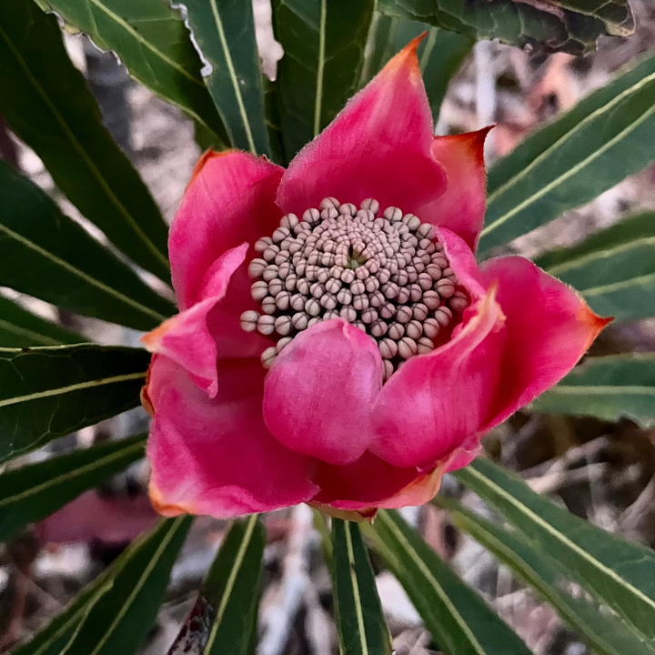 Pink Waratah Flower Packs Australian Native | X 5 Seeds