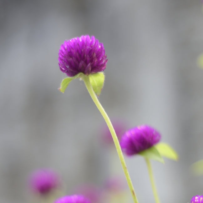 Globe Amaranth / Gomphrena Tall Purple Flower | X 50 Seeds