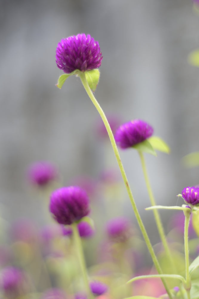 Globe Amaranth / Gomphrena Tall Purple Flower | X 50 Seeds