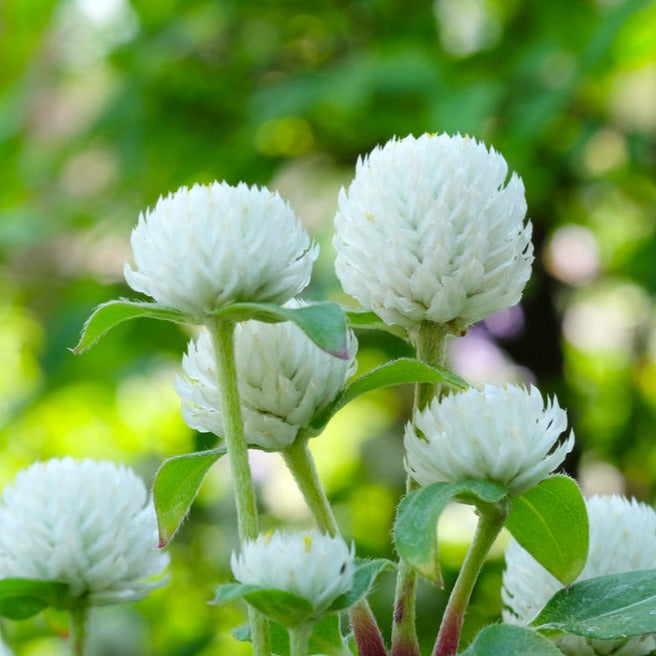 Globe Amaranth / Gomphrena Tall White Flower | X 50 Seeds