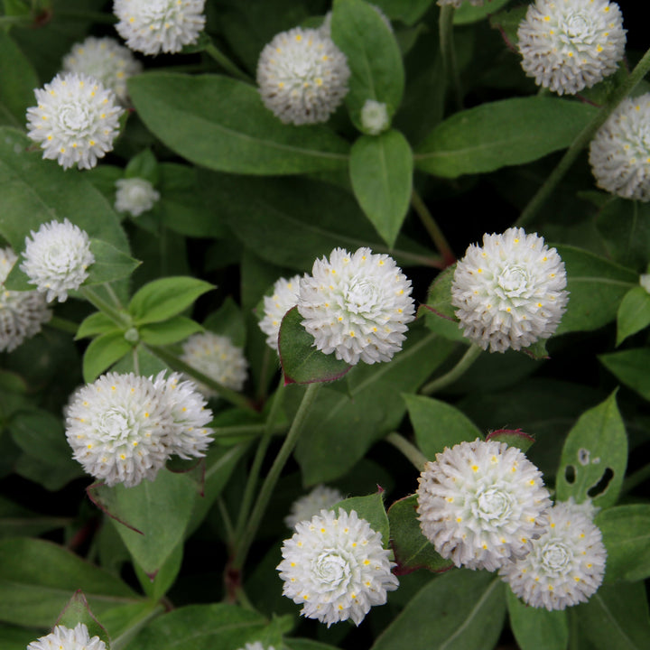 Globe Amaranth / Gomphrena Tall White Flower | X 50 Seeds