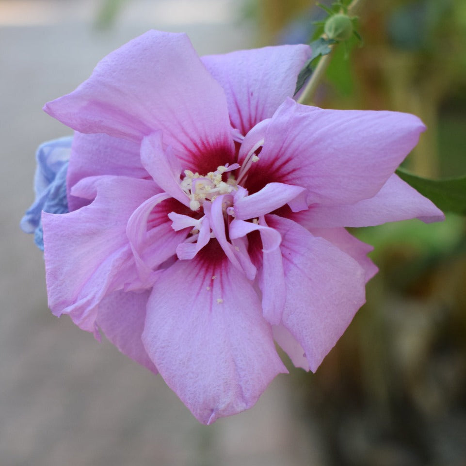 Godetia Maiden Blush Flower | X 100 Seeds