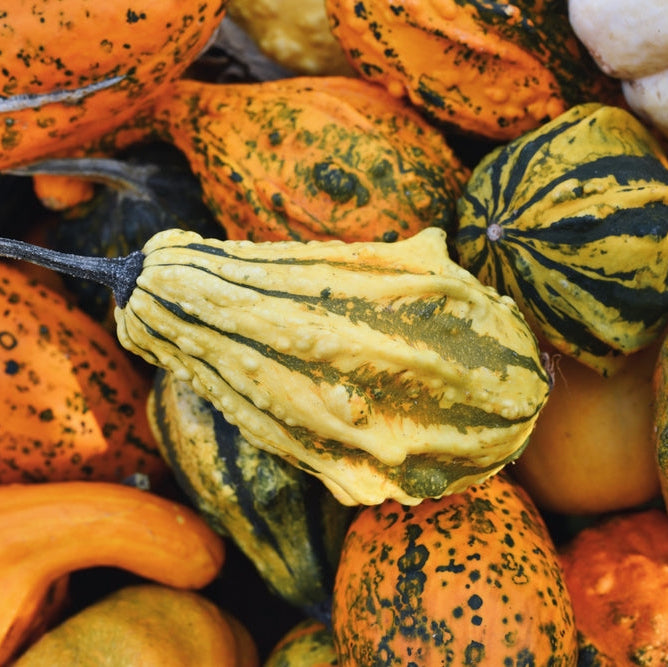 Gourd Small Warted Mix Vegetable | X 10 Seeds