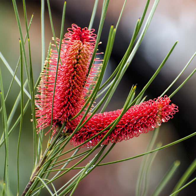 Hakea bucculenta Red Hot Pokers Australian Native Flower | X 10 Seeds