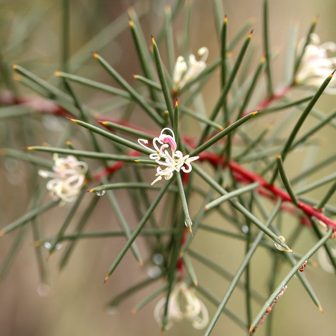 Hakea sericea Australian Native | X 8 Seeds
