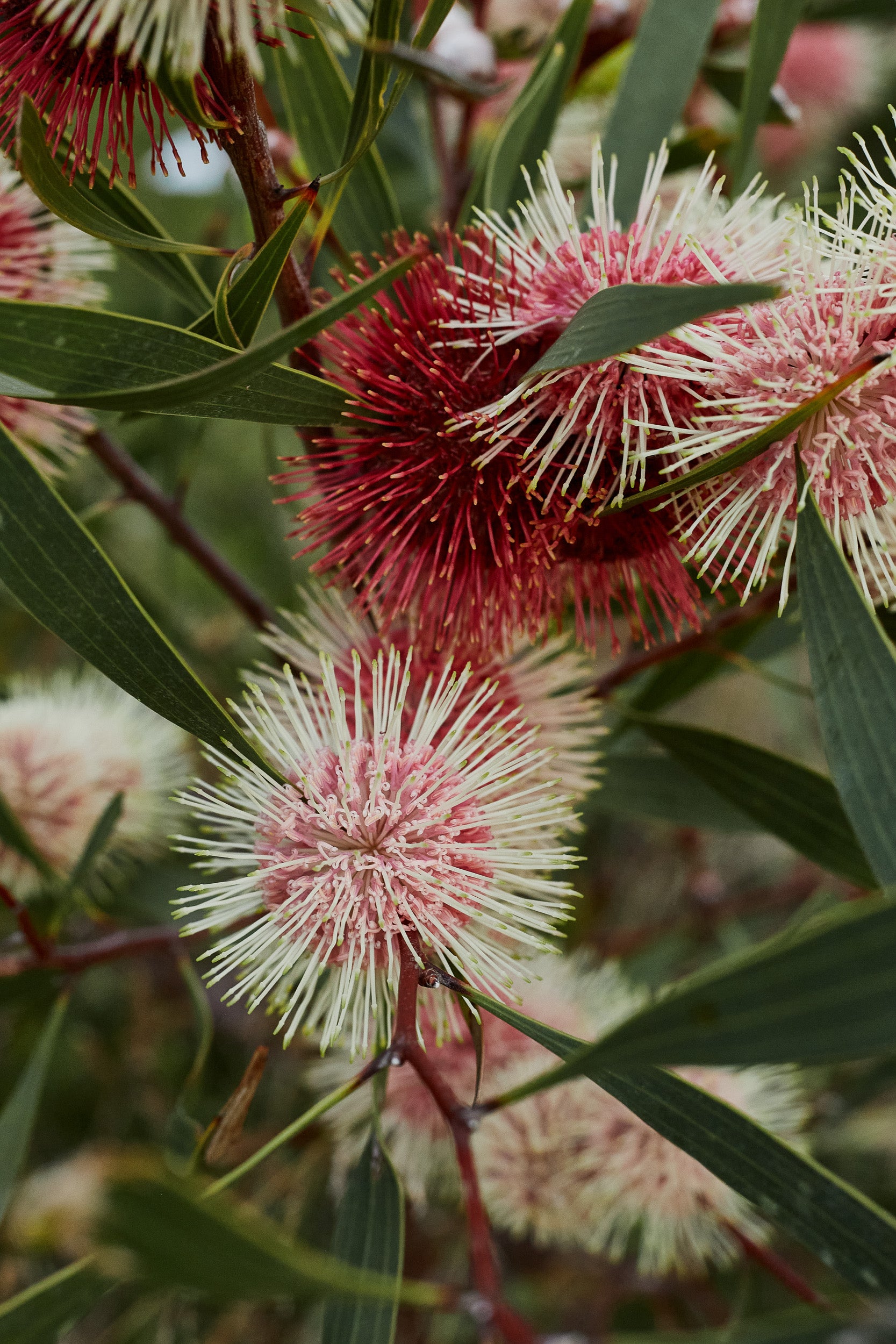 Pincushion Hakea watercolour painting 11x14 inches, original botanical art, Australian store native flora, Hakea Laurina flowers