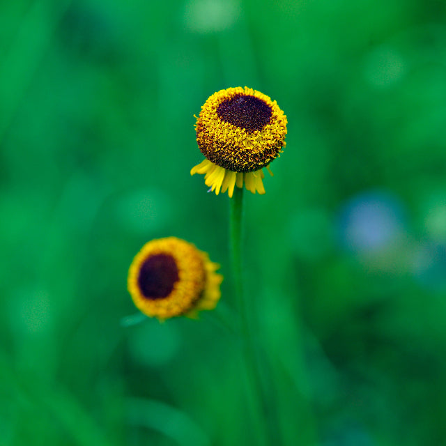 helenium flower seeds Helenium Autumn Lollipop Flower