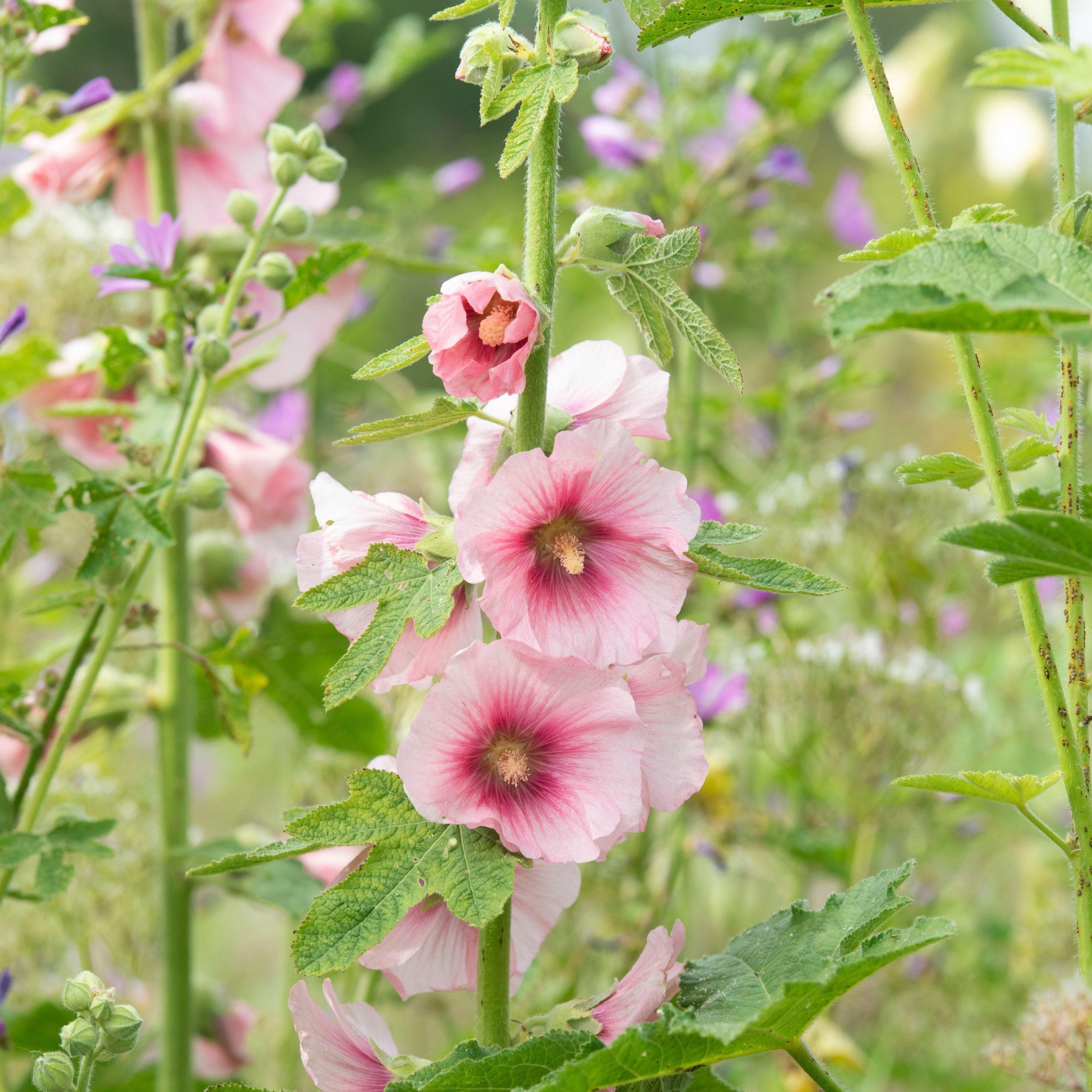 Hollyhock Alcea rosea Ficifolia Mix Flower | X 30 Seeds – Veggie ...