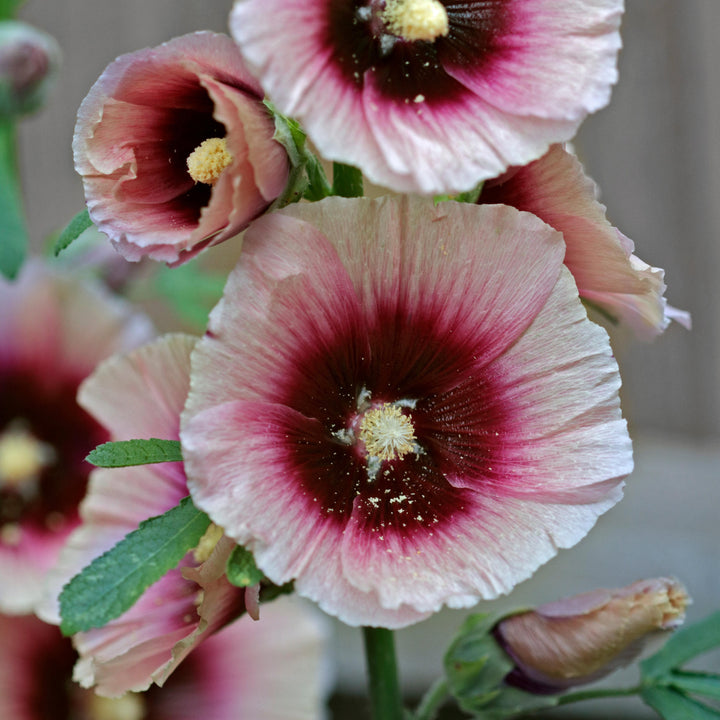 Hollyhock Halo's Apricot Flower | X 20 Seeds