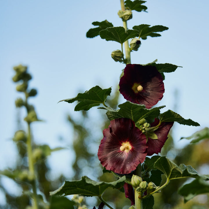 Hollyhock Henry The Eighth Black Flower | X 30 Seeds