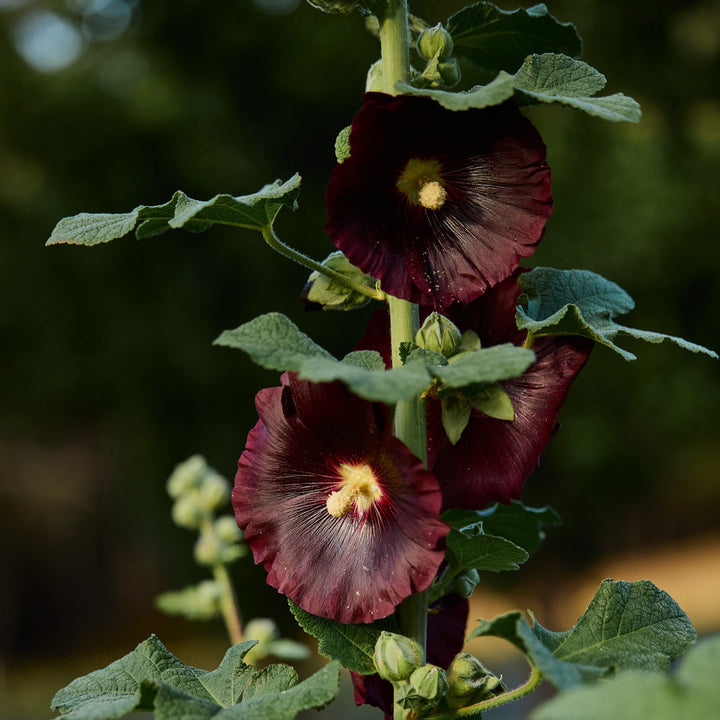 Hollyhock Henry The Eighth Black Flower | X 30 Seeds