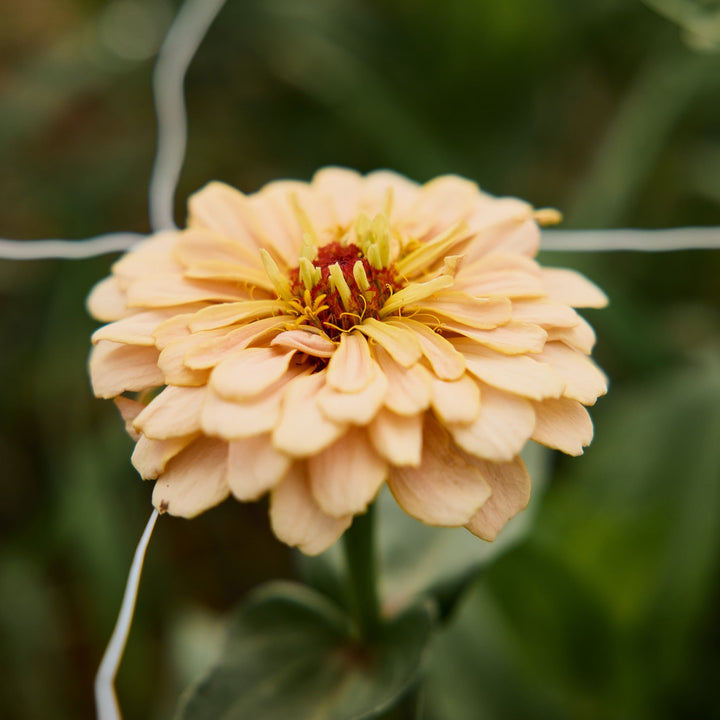 Zinnia Ballerina Flower | X 20 Seeds
