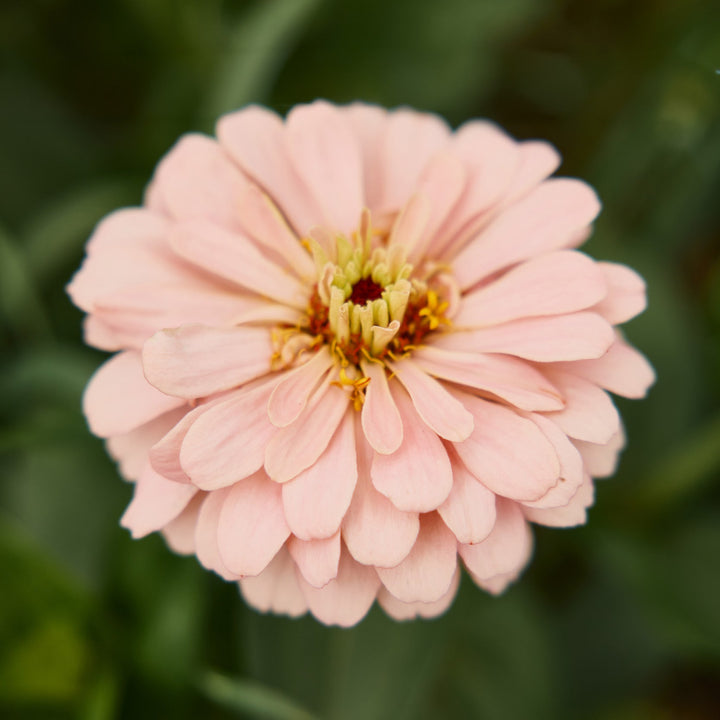 Zinnia Ballerina Flower | X 20 Seeds