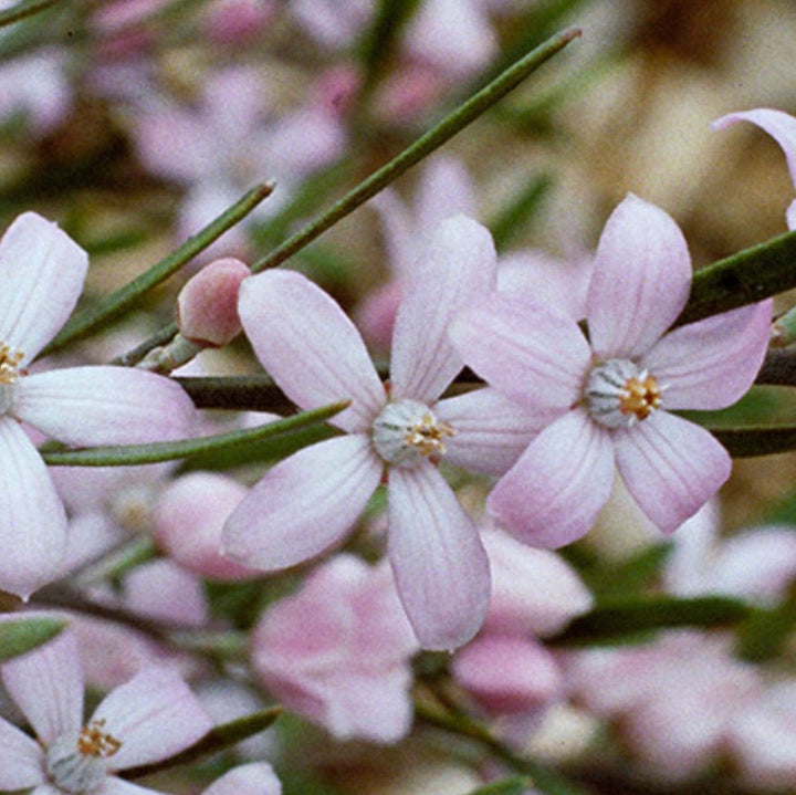 Fresh Pink Wax Flower Australian Native | X 20 Seeds