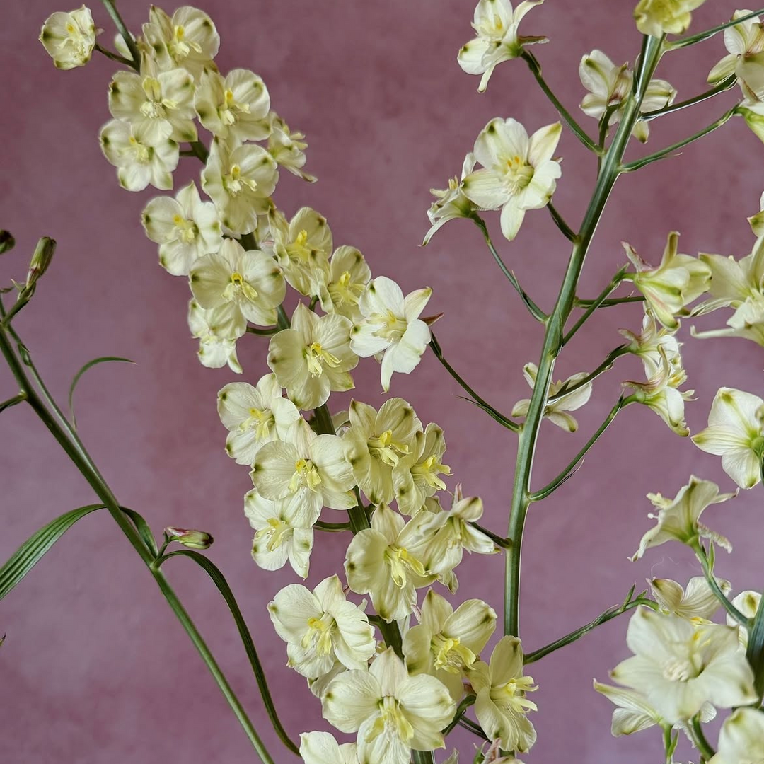 Delphinium semibarbatum Citrina (Zalil) Flower | X 100 Seeds