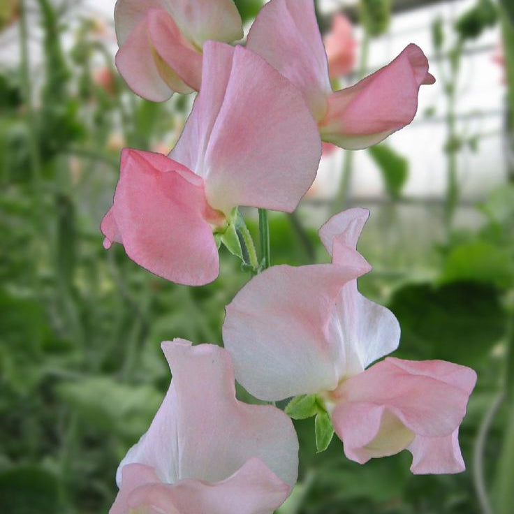 Sweet Pea Spring Sunshine Nancy Flower | X 10 Seeds Coming Soon