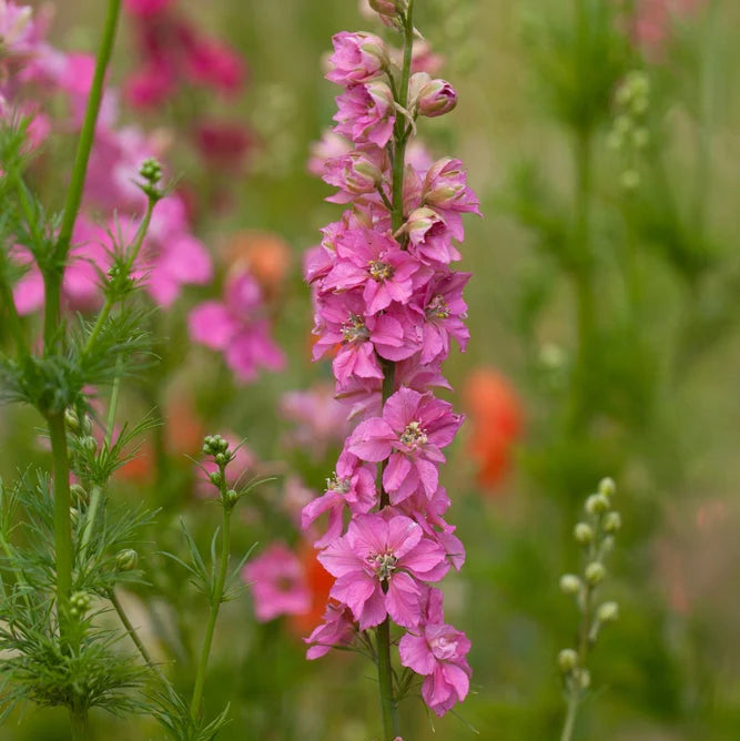 Breast Cancer Pink Seed Pack x 10 Varieties