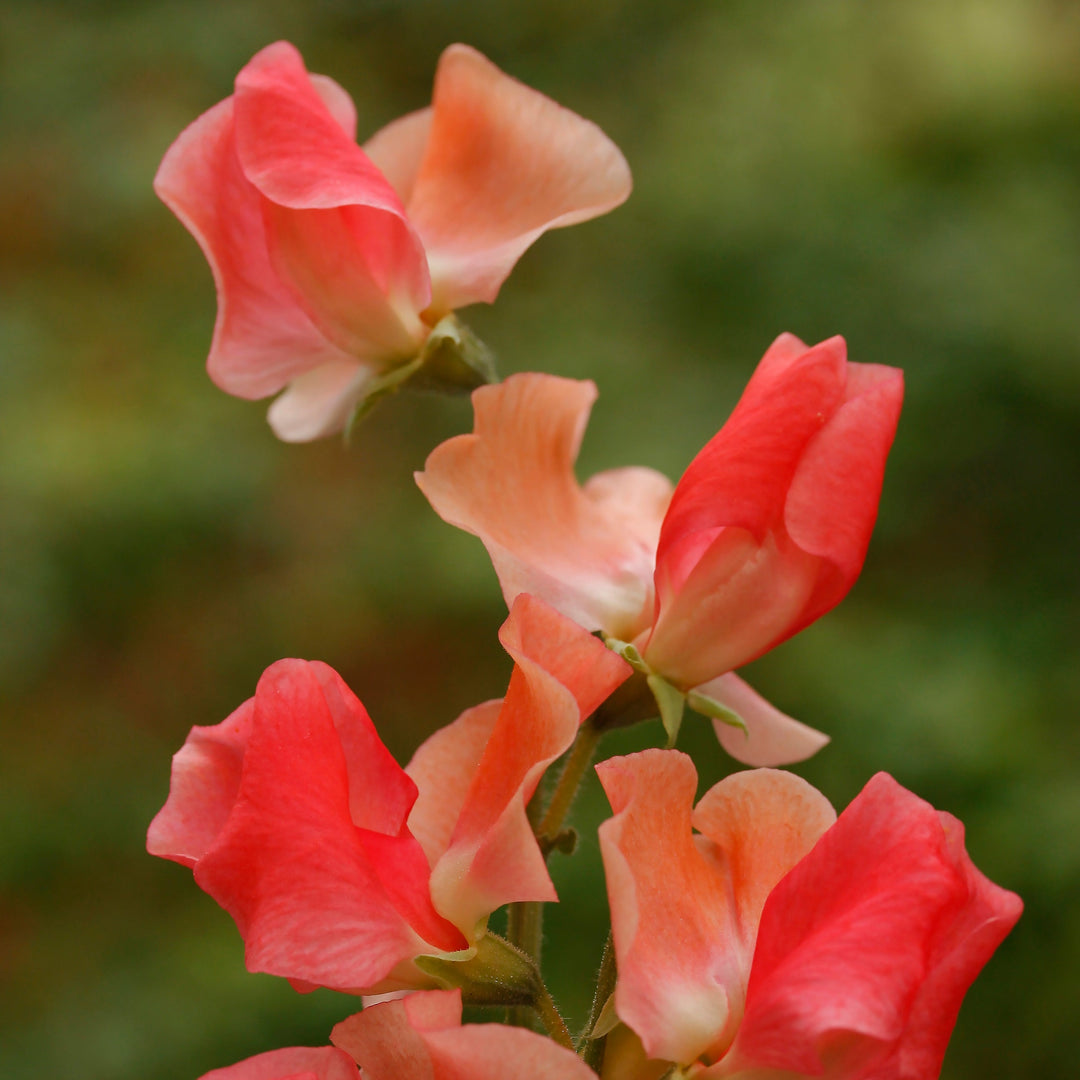 Sweet Pea Maloy Flower | X 10 Seeds