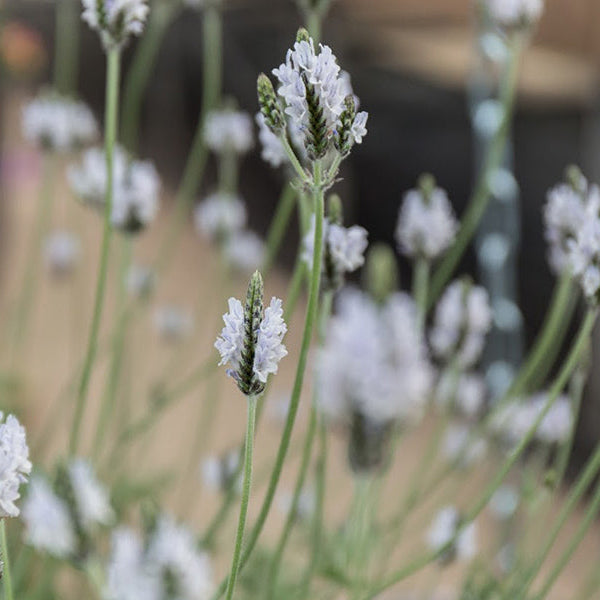 Lavender Torch Minty Ice Flower | X 30 Seeds