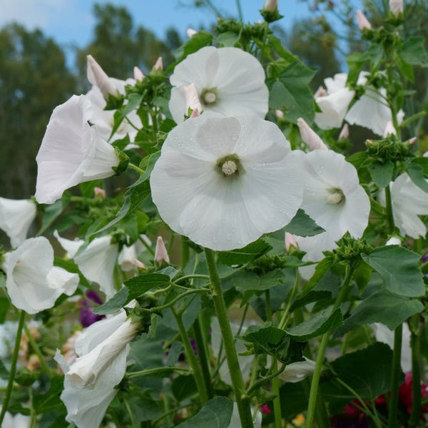 lavatera flower seeds Lavatera Mont Blanc White Tree Mallow Flower