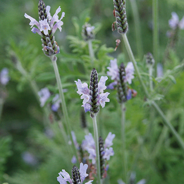 Lavender Torch Minty Ice Flower | X 30 Seeds