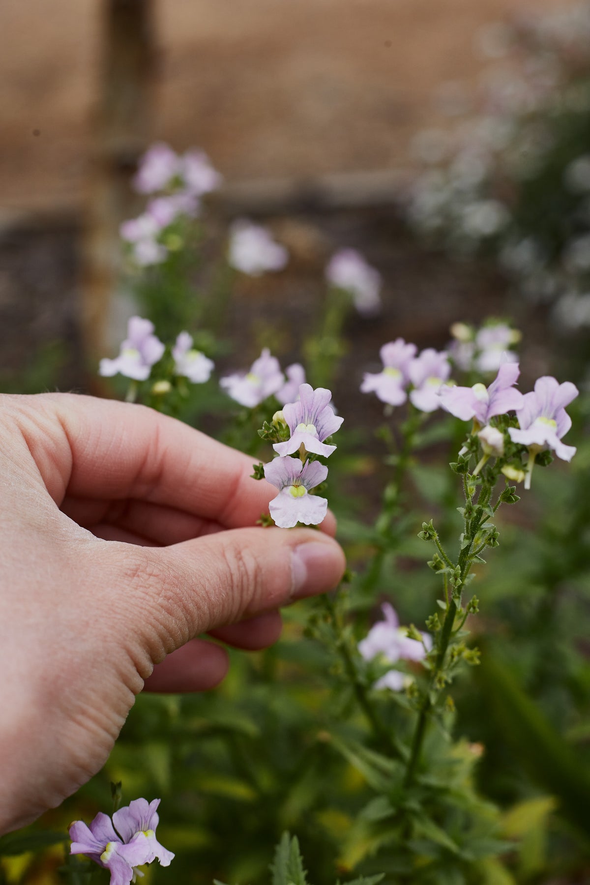 Linaria Northern Lights Mix Flower | X 300 Seeds – Veggie & Flower ...