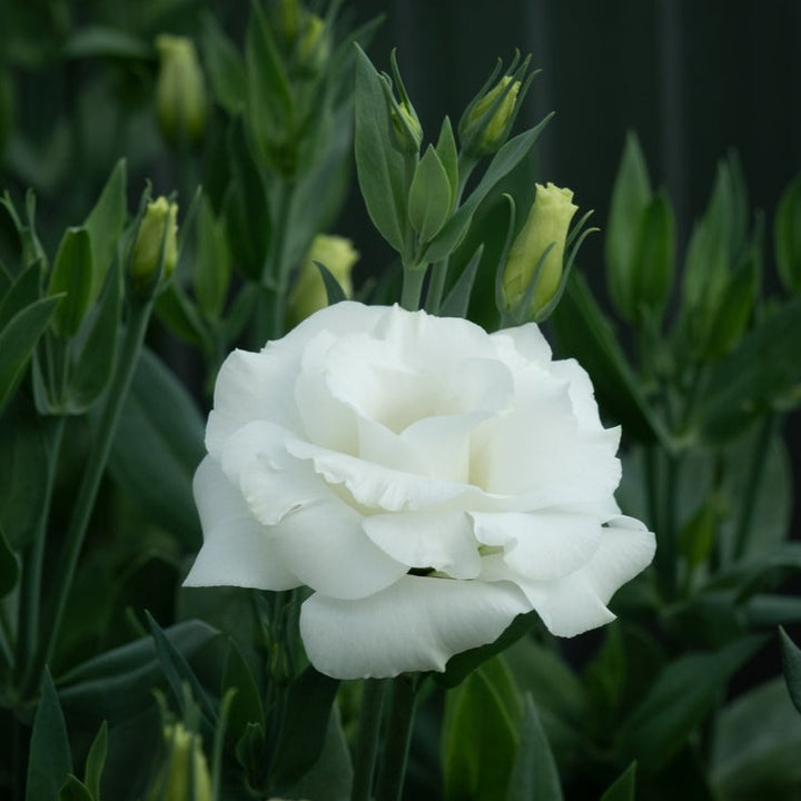 Lisianthus Arena 1 White Flower | X 20 Seeds (NOT TO WA)