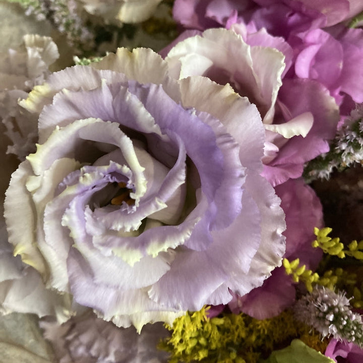 Lisianthus Celeb 2 Blue Chateau Flower | X 20 Seeds (NOT TO WA)