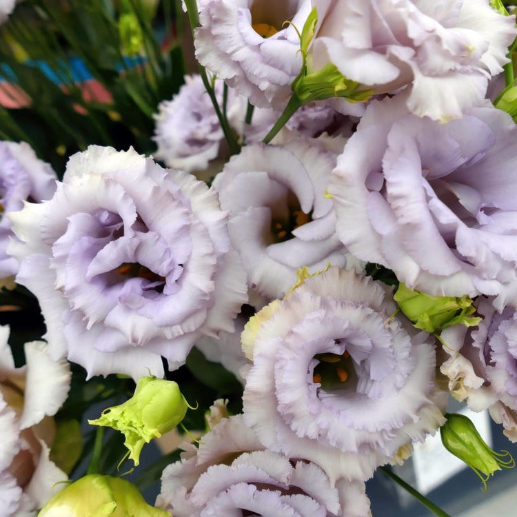 Lisianthus Celeb 2 Lavender Flower | X 20 Seeds (NOT TO WA)