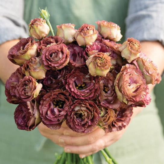 Lisianthus Rosanne 3 Brown Flower | X 20 Seeds (NOT TO WA)