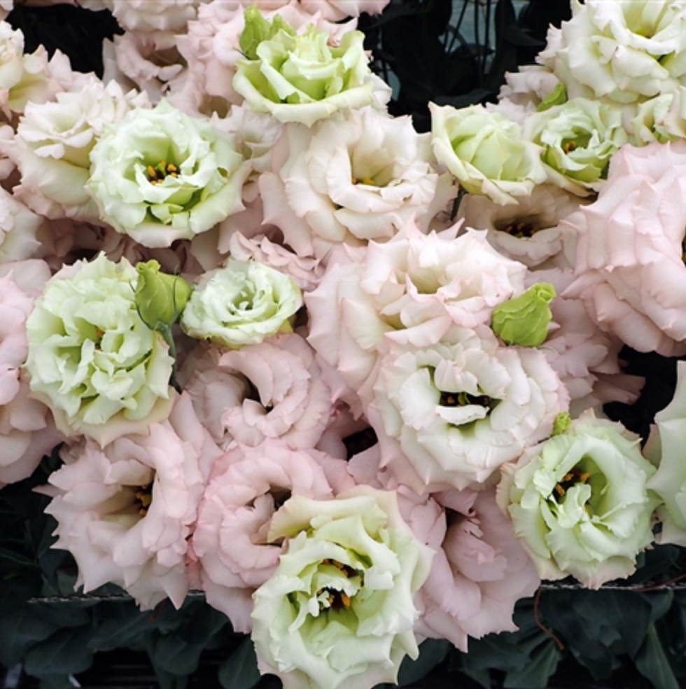 Lisianthus Celeb 1 Beige Neo Flower | X 20 Seeds (NOT TO WA)