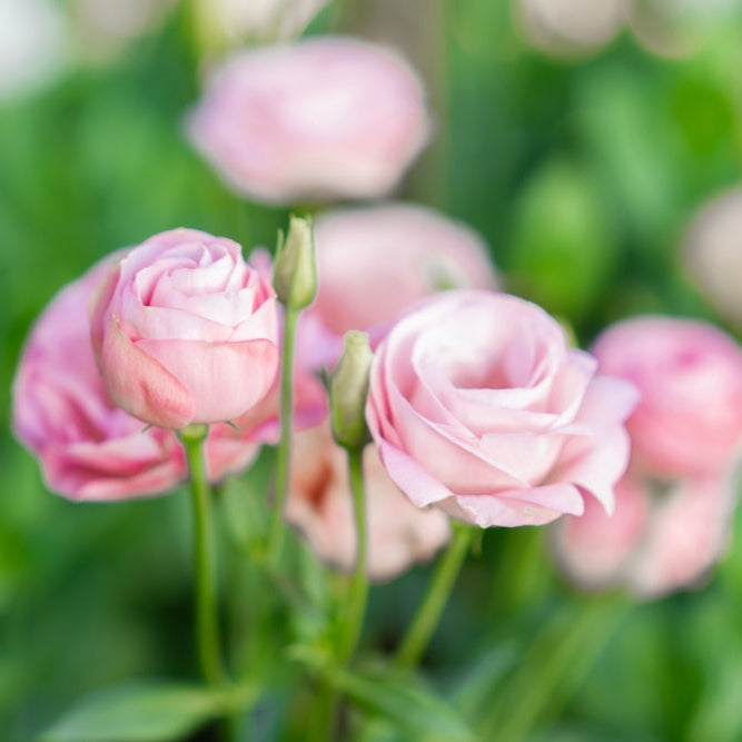 Lisianthus Celeb 1 Pink Flower | X 20 Seeds (NOT TO WA)